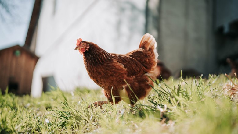 Hühner (1), © MIKU.Media OG Hühner (1), © MIKU.Media OG