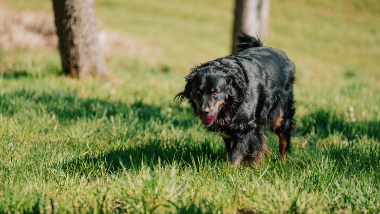 Hofhund Pauli (1), © MIKU.Media OG Hofhund Pauli (1), © MIKU.Media OG