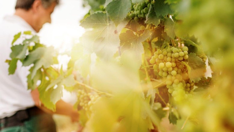 Weingut Herzinger, © schwarz-koenig.at Weingut Herzinger, © schwarz-koenig.at