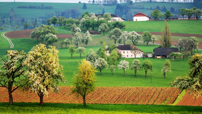 Ausblick auf die Moststraße, © weinfranz.at Landschaft mit blühenden Obstbäumen und grünen Feldern in einer hügeligen Region.