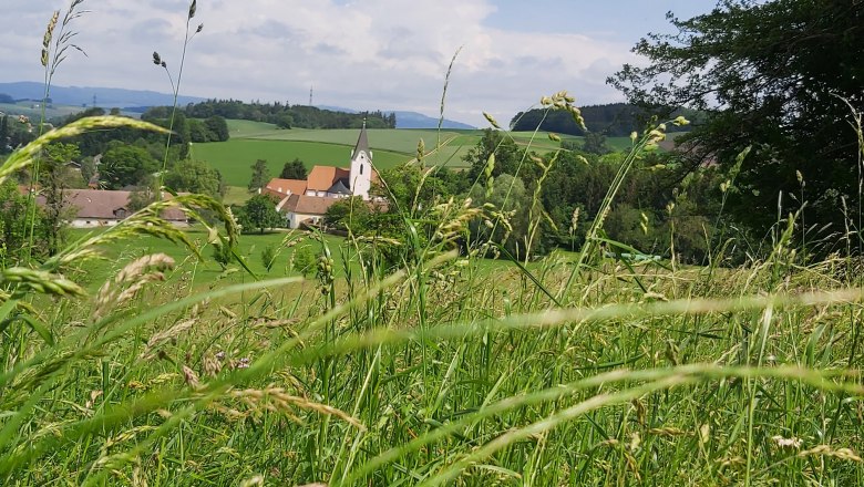 Sommerwiese, © Familie Weinbacher Sommerwiese, © Familie Weinbacher