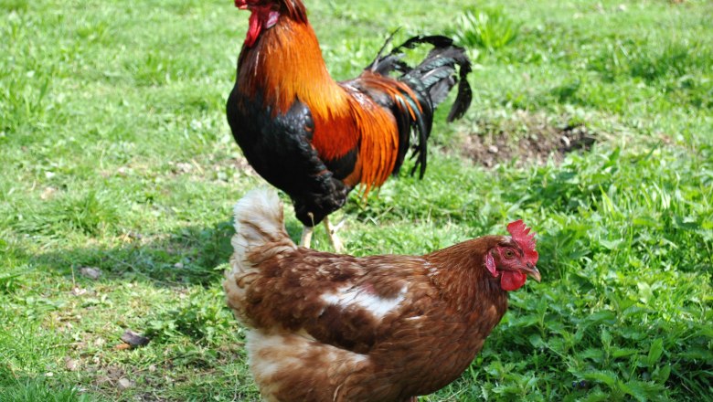 Hühner im Garten der Ferienwohnung Leitner, © Patrick Leitner Hühner im Garten der Ferienwohnung Leitner, © Patrick Leitner