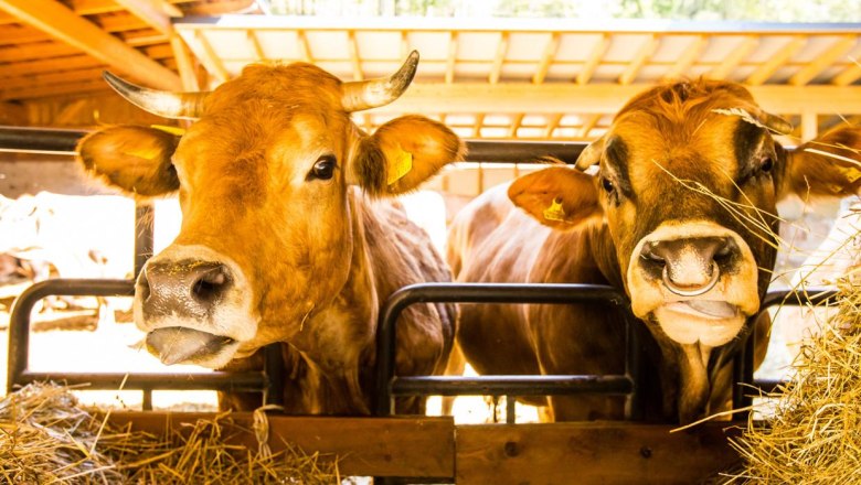 Kühe, © www.lensflair.at Kühe, © www.lensflair.at