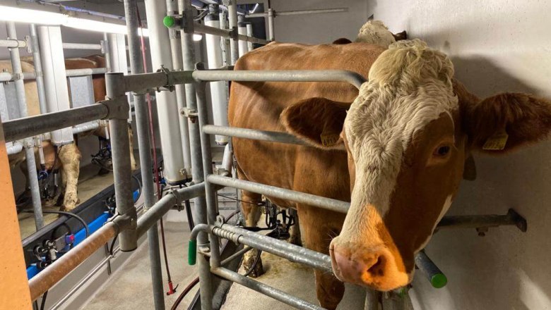 Milchliebe, Wegbauernhof, © Helen Brandstetter Milchliebe, Wegbauernhof, © Helen Brandstetter