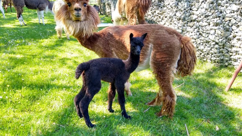 Lamawanderland, © Familie Rappersberger Lamawanderland, © Familie Rappersberger