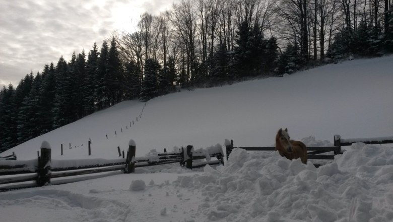 Ferienhaus Zwickelreith, © Ferienhaus Zwickelreith Ferienhaus Zwickelreith, © Ferienhaus Zwickelreith