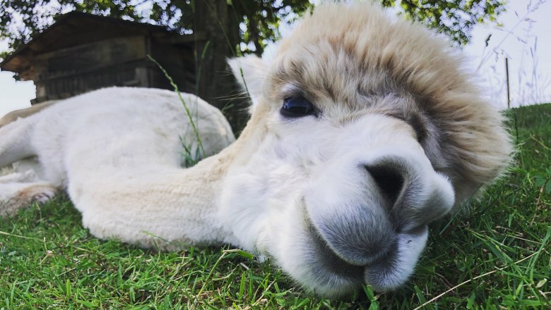 Dirndltal Alpaka, © Marion Lorenz Dirndltal Alpaka, © Marion Lorenz