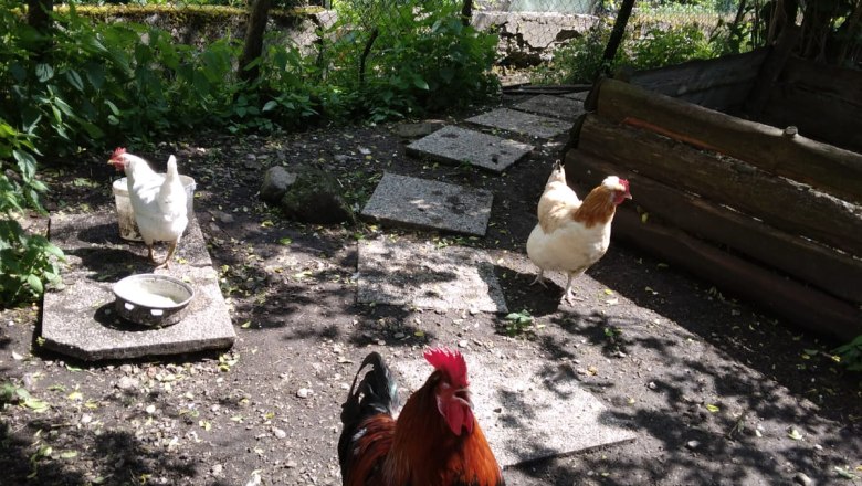 Biohof Wiesbauer, © Pfeffer Biohof Wiesbauer, © Pfeffer