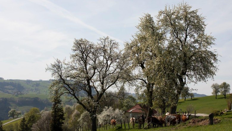 Photo point Mostviertel, © schwarz-koenig.at Photo point Mostviertel, © schwarz-koenig.at