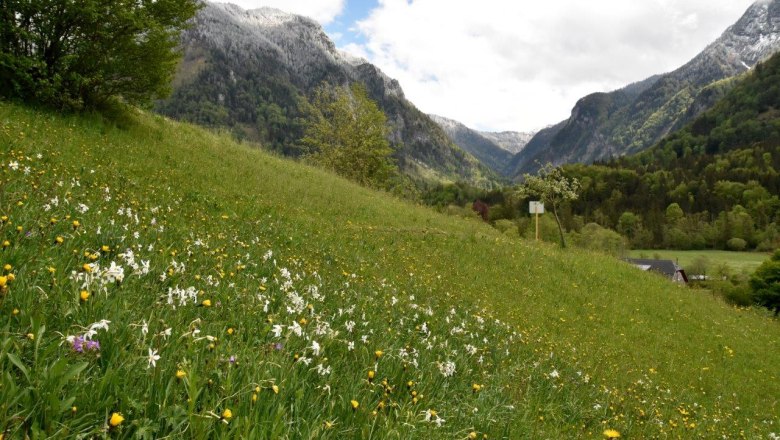 Seehof show meadow near Lunz am See, © David Bock Seehof show meadow near Lunz am See, © David Bock