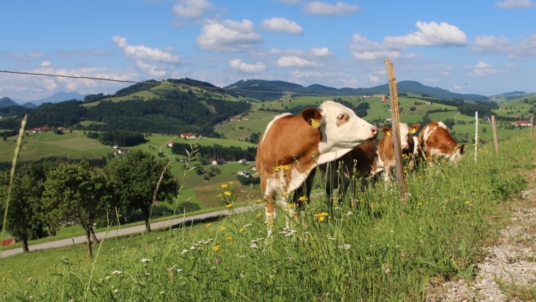 Rinder, © Panstingl Rinder, © Panstingl