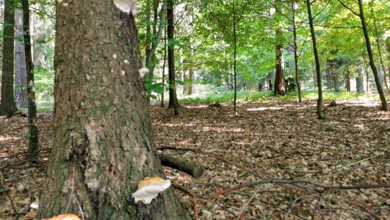 Forest air bathing, © W.I.I.TT Forest air bathing, © W.I.I.TT