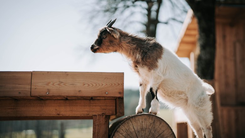 Zwergziegen (3), © MIKU.Media OG Zwergziegen (3), © MIKU.Media OG