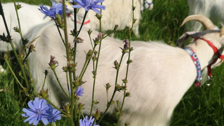 Wildkräutersafari, © W.I.I.TT Wildkräutersafari, © W.I.I.TT