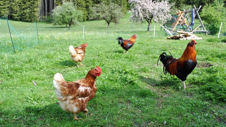 glückliche Hühner, © Patrick Leitner glückliche Hühner, © Patrick Leitner