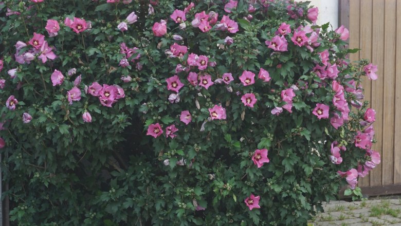 blumen, © Büchinger blumen, © Büchinger