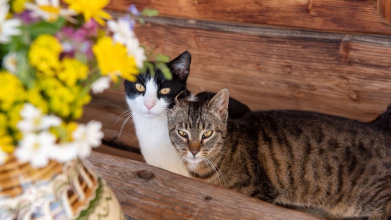 Katzen, © Höbarten Katzen, © Höbarten