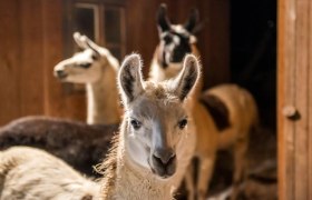 Ötscherlamas, © Martina Burzin Drei Lamas in einem Stall, eines im Vordergrund, die anderen im Hintergrund.