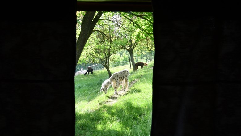 Leopold-der Lamahütewagen, © lamawanderland Leopold-der Lamahütewagen, © lamawanderland