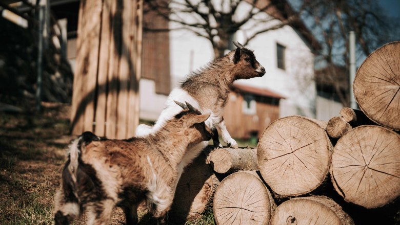 Zwergziegen (2), © MIKU.Media OG Zwergziegen (2), © MIKU.Media OG