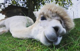 Dirndl Valley Alpaca, © Marion Lorenz Dirndl Valley Alpaca, © Marion Lorenz