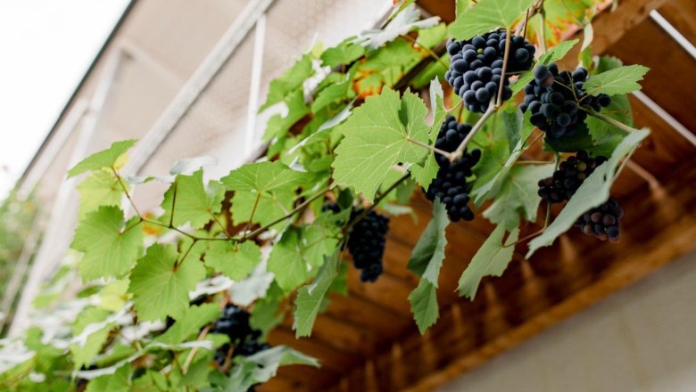 Weingut Herzinger, © schwarz-koenig.at Weingut Herzinger, © schwarz-koenig.at