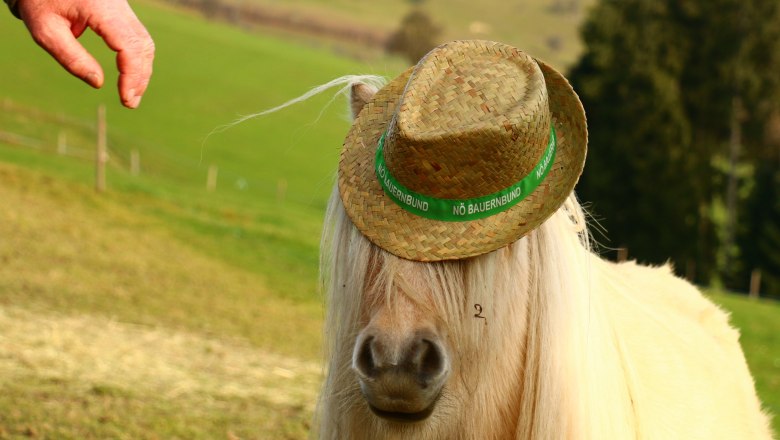 urlaub-beim-almbauer-6, © Almbauer-Familie Wagner urlaub-beim-almbauer-6, © Almbauer-Familie Wagner