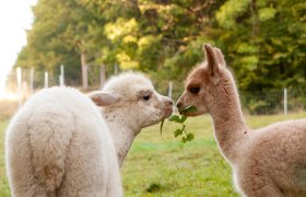 Freddy und Ilvy, © Alpakagarten Texingtal Freddy und Ilvy, © Alpakagarten Texingtal