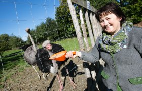 Ostrich farm Halmer, © Doris Schwarz König Woman feeding ostriches through a fence on a farm.