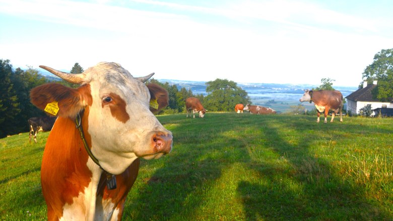 cows-at-organic-farm-haunschmid, © Haunschmid cows-at-organic-farm-haunschmid, © Haunschmid