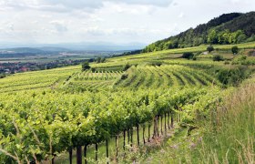 Weinland Traisental, © weinfranz.at Weinland Traisental, © weinfranz.at