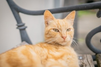Kater Garfild wartet schon, © Einkehrhof Poggau Kater Garfild wartet schon, © Einkehrhof Poggau