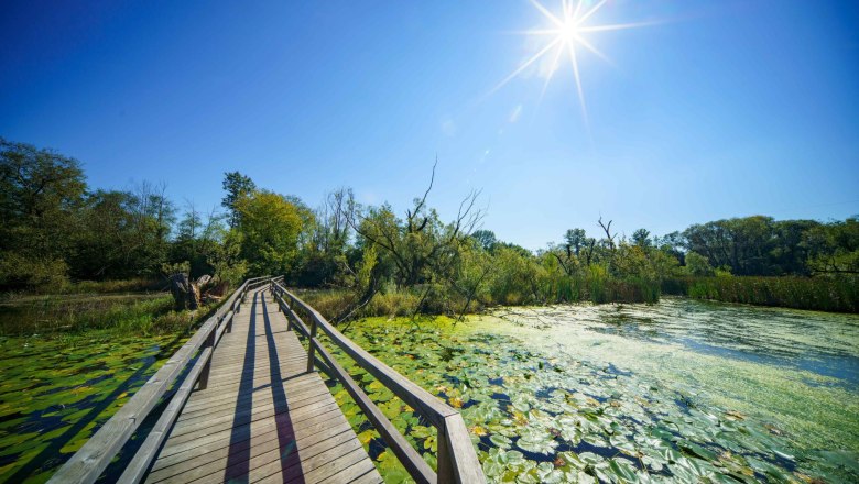 St. Pölten, Feldmühle Nature Park, © SEPA.Media/Josef Bollwein Wooden footbridge in the Feldmühle Nature Park, surrounded by water plants and trees, under a bright blue sky with sunshine.