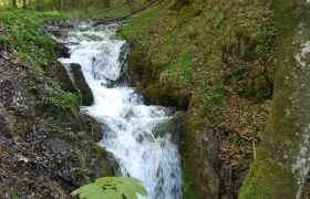 Schleierwasserfall Hohenberg, © Marktgemeinde Hohenberg Ein kleiner Wasserfall im Wald, umgeben von Bäumen und Moos.