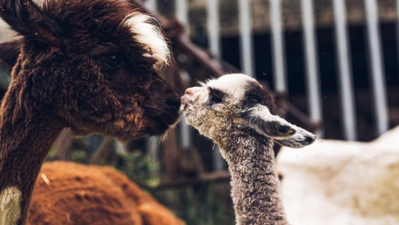 Seehof Alpacas, © Familie Kaufmann Seehof Alpacas, © Familie Kaufmann