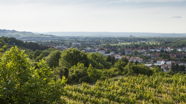 Aussicht Weinberge in Traismauer, © Stadtgemeinde Traismauer, David Schreiber Blick auf Weinberge und die Stadt Traismauer in der Ferne.