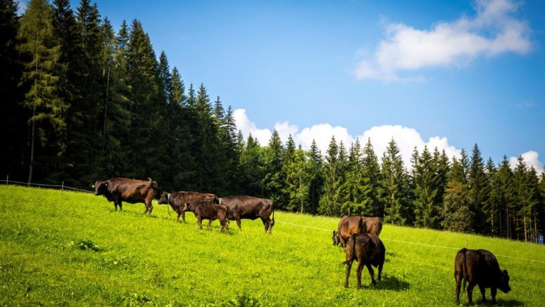 Bio-Wagyuhof Reingrub, © Theo Kust Bio-Wagyuhof Reingrub, © Theo Kust