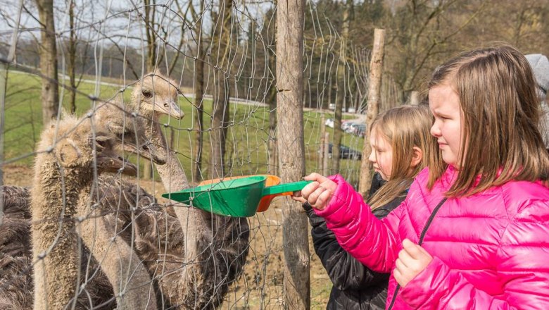 Feeding, © Otto Brandl Feeding, © Otto Brandl