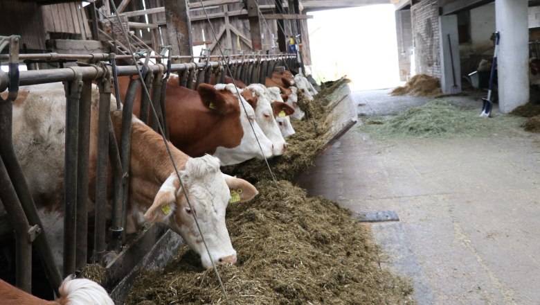 Cows eating, © Fam. Büchinger Cows eating, © Fam. Büchinger