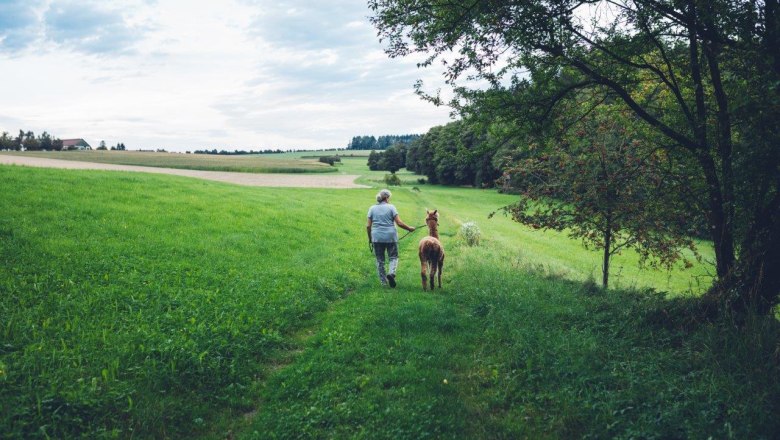 Seehof Alpacas, © Familie Kaufmann Seehof Alpacas, © Familie Kaufmann