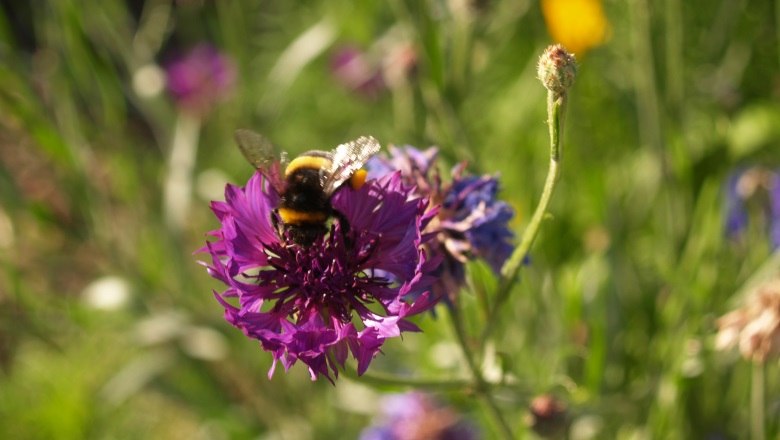 Kräutergarten fairwurzelt, © fairwurzelt Eine Hummel sitzt auf einer lila Blume in einem Garten.