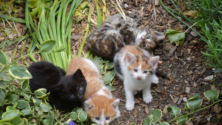 Kätzchen, © Melanie Roseneder Kätzchen, © Melanie Roseneder