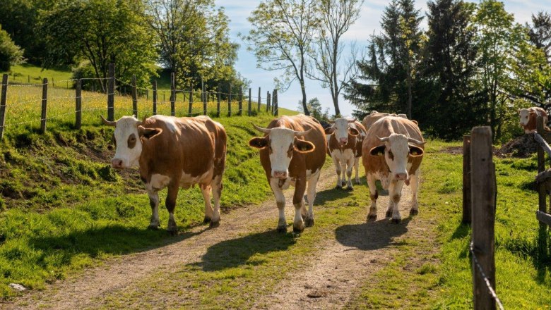 Cows, © Höbarten Cows, © Höbarten