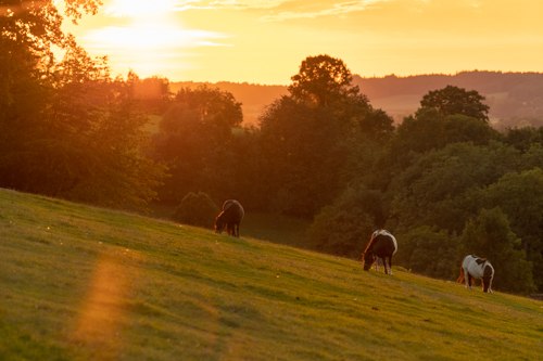 Alles erwacht im Wildpark Hochriess, © Cora Weiger Ein paar Pferde grasen friedlich auf einer Weide im warmen Licht des Sonnenuntergangs.
