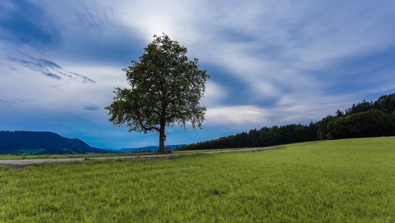 Der einsame Baum, © monoandmore Der einsame Baum, © monoandmore