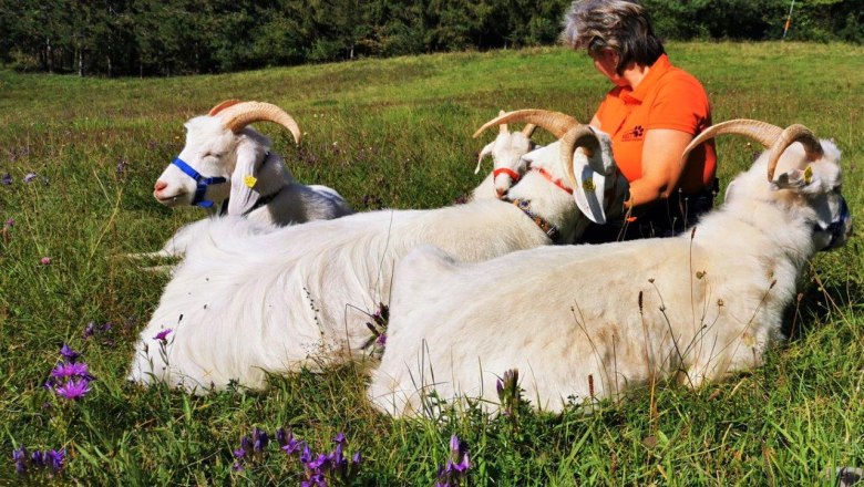 Experience nature with cashmere goats, © W.I.I.TT Experience nature with cashmere goats, © W.I.I.TT