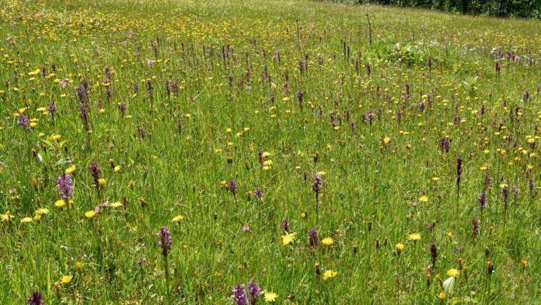 Show meadow Ablass near Göstling an der Ybbs, © David Bock Show meadow Ablass near Göstling an der Ybbs, © David Bock