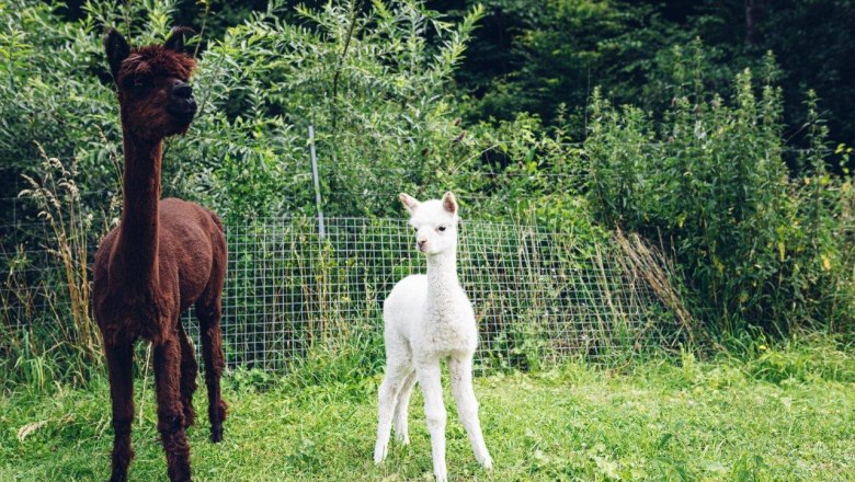 Seehof Alpacas, © Familie Kaufmann Seehof Alpacas, © Familie Kaufmann