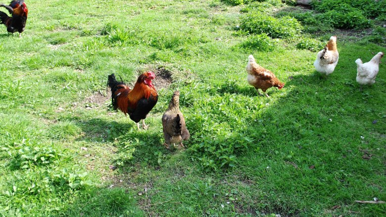 glückliche Hühner, © Patrick Leitner glückliche Hühner, © Patrick Leitner