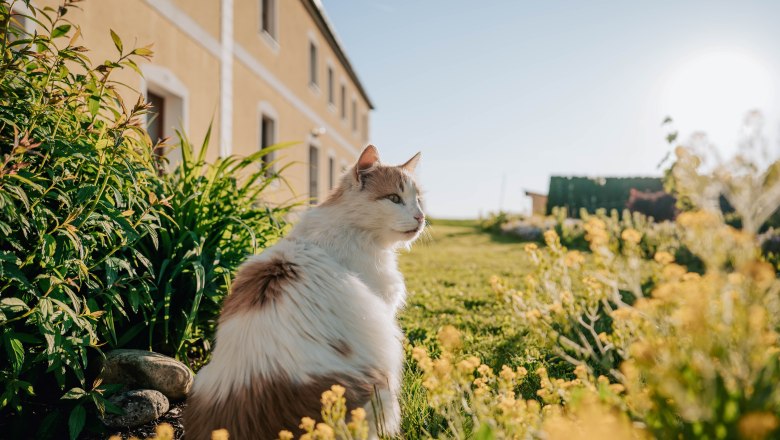 Katze am Wieserhof, © MIKU. Media OG Katze am Wieserhof, © MIKU. Media OG